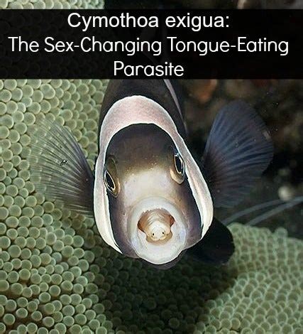Cymothoa Exigua: Meet The Sex.